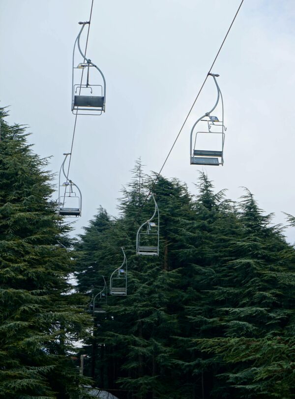 Vertical shot of cable cars over lush green trees in Algeria.