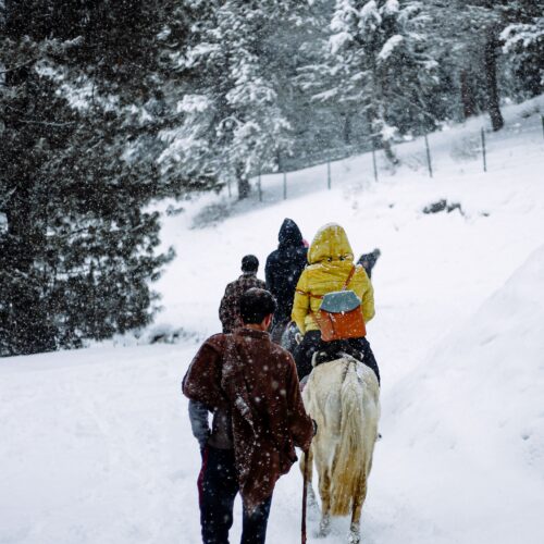People on a snowy trek in the forest with horses, showcasing winter adventure.