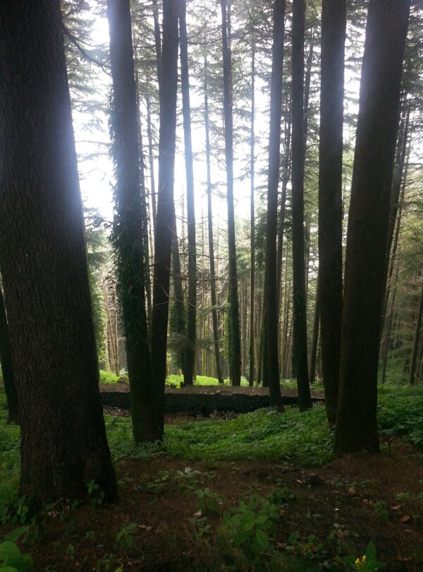 Hiking trail in Kalatop Khajjiar Sanctuary, Himachal Pradesh