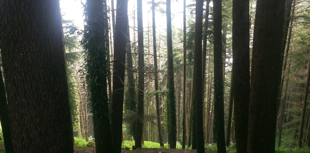 Hiking trail in Kalatop Khajjiar Sanctuary, Himachal Pradesh